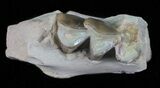 Oligocene Ruminant (Leptomeryx) Jaw Section #60969-1